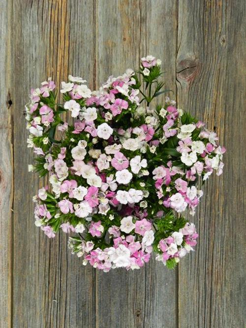 GYPSY BI-COLOR WHITE/PINK DIANTHUS